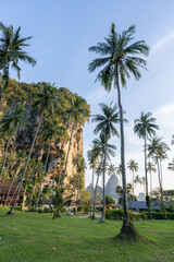 Palm trees at Tonsai beach, Krabi Province, Thailand