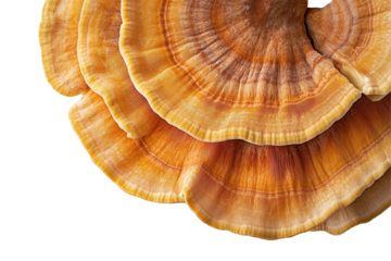 Mushroom with intricate brown and orange patterns showcasing details and textures in natural formation at close range