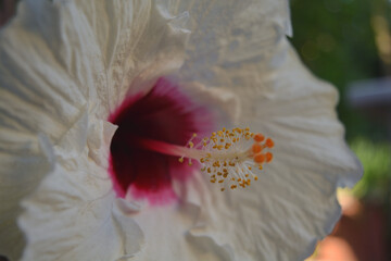 Textured white flower with magenta center and orange pistil (Hibiscus rosa-sinensis) Beautiful detail in blooming flower.
