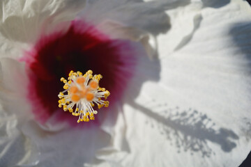 Textured white flower with magenta center and orange pistil (Hibiscus rosa-sinensis) Beautiful abstract detail in blooming flower. 