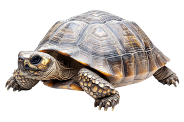 Tortoise moving slowly on a white background showcasing intricate shell patterns and textures in a natural pose