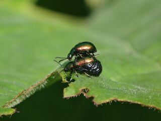 Naklejka premium Green dock beetle (Gastrophysa viridula), male on the back of a gravid female