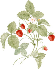 Watercolor Strawberry Plant Illustration