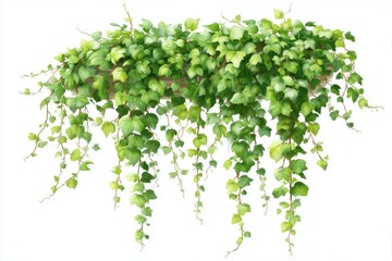 A lush, cascading English Ivy plant with vibrant green leaves, isolated on white background, perfect for natural decorations and designs, representing growth and resilience.