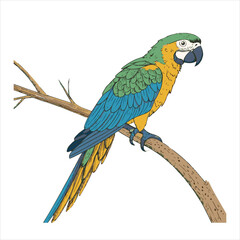 parrot Vector