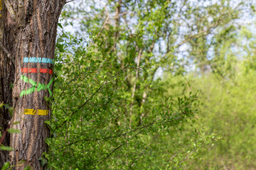 Blue, red, green and yellow markup of a hiking itinerary on a trunk in the countryside. Itineraries in France, repere excursion marking.