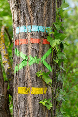 Blue, red, green and yellow markup of a hiking itinerary on a trunk in the countryside. Itineraries in France, repere excursion marking.