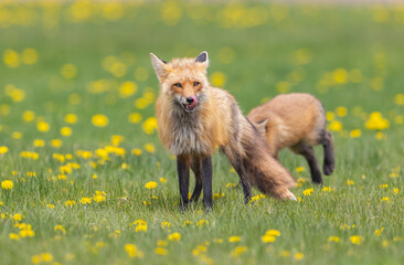 Red fox