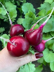 Freshly picked radish held in hand close-up