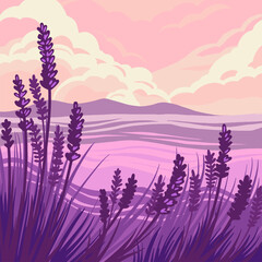 Field lavanda vector illustration. Landscape lavanda art.