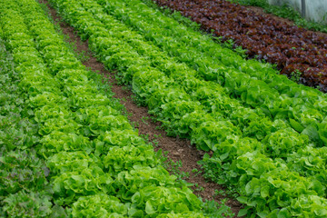 Organic vegetable cultivation in greenhouse