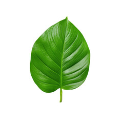 Obraz premium Vibrant Green Leaf with Bold Veins Isolated on White Background