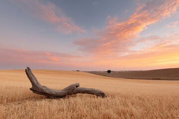 Fototapeta premium serene summer sunset over vast field with single fallen tree in foreground