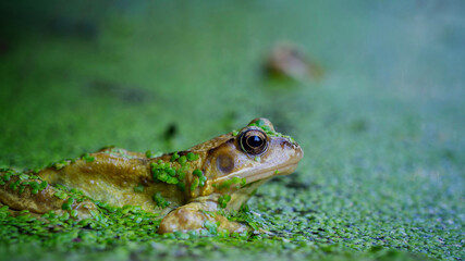 Frog in a garden pond