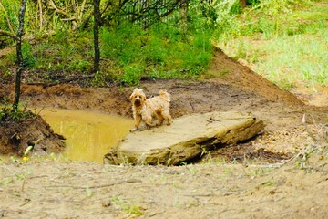 Fototapeta premium Small dog standing on a rock by a puddle – nature adventure moment.