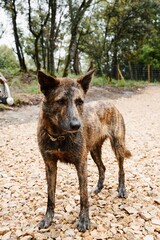 Fototapeta premium Muddy striped dog standing in nature – playful and untamed.