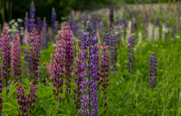 pink and purple lupins