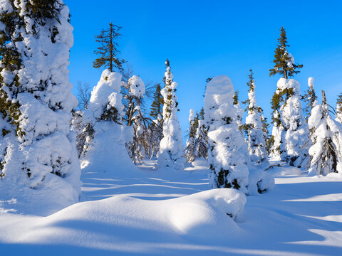 Boreal Forest or Taiga with snow clad spruce trees (locally called Tunturi) during winter. Landscape in the Riisitunturi National Park (Riisitunturi Kansallispuisto) in Lapland near Posio, Finland.