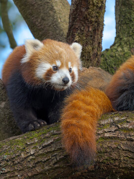 Red Panda or Lesser Panda in Hellabrunn Zoo in Munich. Germany, Munich