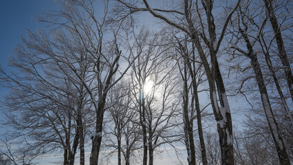 スキー場　ゲレンデ風景　長野県白馬村