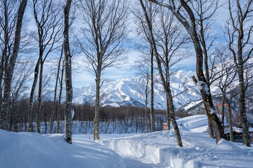 スキー場　ゲレンデ風景　長野県白馬村
