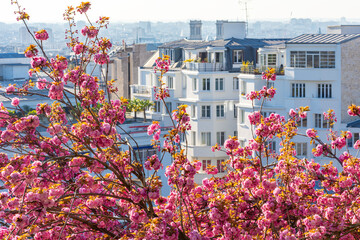 Blooming sakura in spring in Montmartre, Paris, France