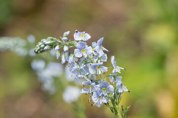 Gentian speedwell (veronica gentianoides) flowers in bloom