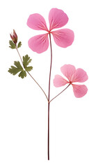 PNG Real Pressed a Geranium flower geranium petal.