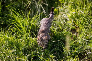 Grey cat walks in meadow.