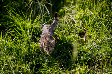 Grey cat walks in meadow.