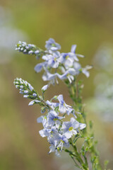 Gentian speedwell (veronica gentianoides) flowers in bloom
