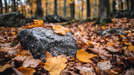 Obraz premium Autumn Leaves on Stone in Dense Forest with Beautiful Fall Colors