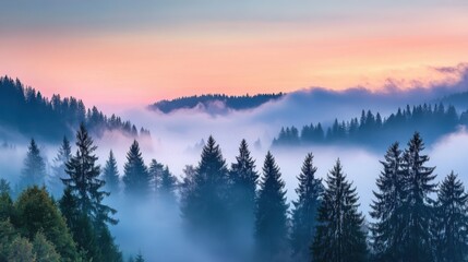 Obraz premium Amazing mystical rising fog forest trees landscape in black forest blackforest ( Schwarzwald ) Germany panorama banner