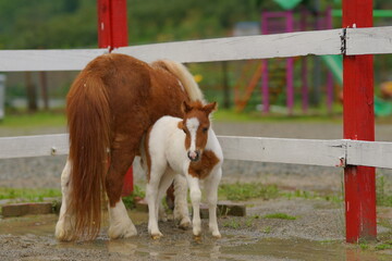 Brown cows and horses, including a foal and calf, are grazing in a green farm meadow