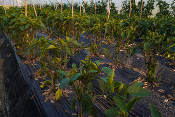 Problem of whitefly effect on leaves and branches of vegetables plants in field inside greenhouses,...