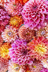 USA, Washington State, Sammamish. Dahlia design © Danita Delimont