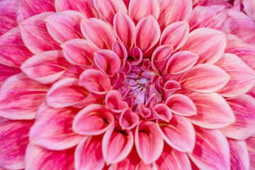 USA, Washington State, Sammamish. Dahlia closeup