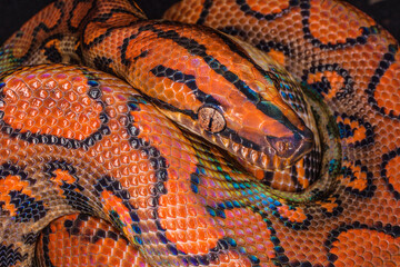 South America. Brazilian rainbow boa constrictor close-up.