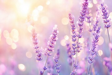 Obraz premium Purple lavender flowers with soft bokeh light effect in pastel background. Dreamy floral macro. Aromatherapy and wellness concept. Spa and beauty treatment theme