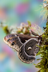 Silk moth on mossy branch.