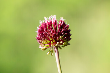 Round-headed leek, round-headed garlic, ball-head onion or Drumstick allium. Nature background, copy space.  Wild flower isolated. Allium sphaerocephalon.