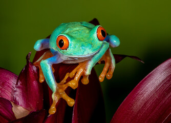 Studio image of Red-eyed tree frog.
