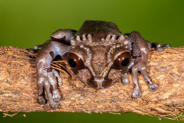 Studio image of Crowned tree frog.