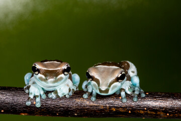 Studio image of Amazon milk frog.