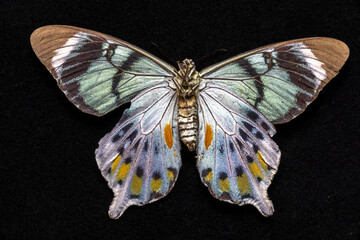 USA, Washington State, Sammamish. Swallowtail butterfly
