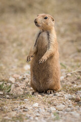 A Black-tailed prairie dog remains alert.