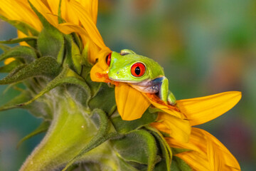 USA, Washington State, Sammamish. Red-eyed green tree frog