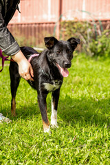 Black dog without breed on a leash in summer close up