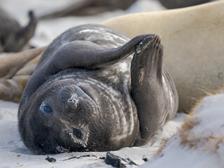 Pup of southern elephant seal during mating and pupping season on a beach on Sea Lion Island. South America, Falkland Islands. © Danita Delimont