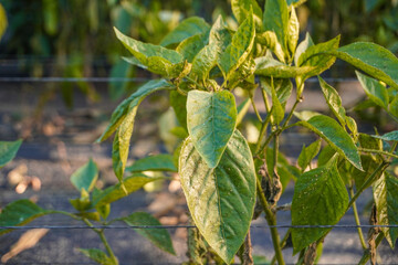 Problem of whitefly effect on leaves and branches of vegetables plants in field inside greenhouses,...